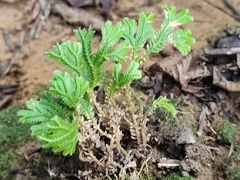 Selaginella doederleinii