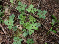 Geranium robertianum