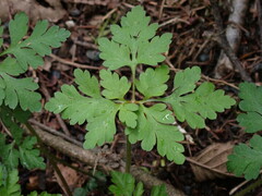 Geranium robertianum