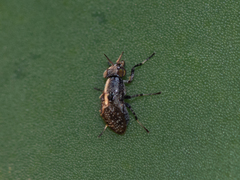 Stictomyia longicornis