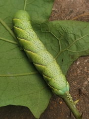 Acherontia