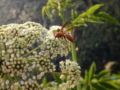 Polistes dorsalis dorsalis