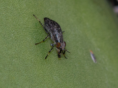 Stictomyia longicornis