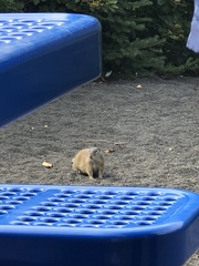 Poliocitellus franklinii