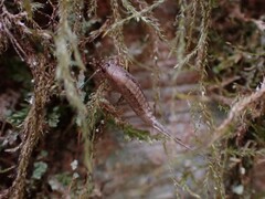 Archaeognatha