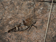 Leprus