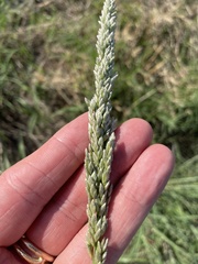 Tridens albescens