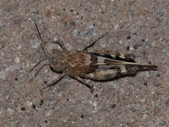 Leprus