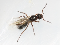Formica montana