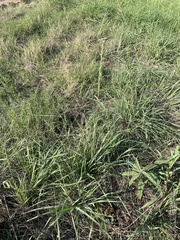 Tridens albescens