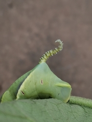 Acherontia