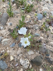 Nolana baccata