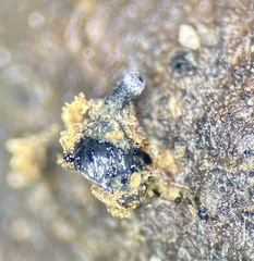 Delitschia chodocola