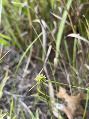 Cyperus lupulinus
