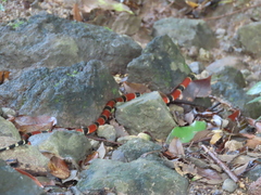 Micrurus nigrocinctus