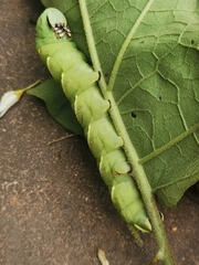 Acherontia
