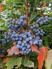 Berberis aquifolium