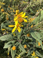 Helianthus hirsutus