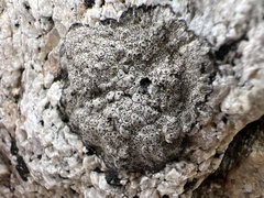 Pertusaria