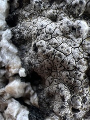Pertusaria