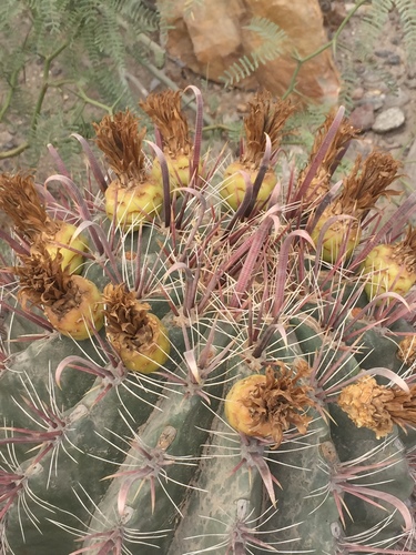 Ferocactus peninsulae