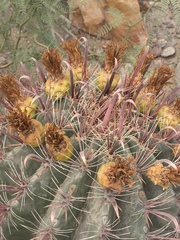 Ferocactus peninsulae