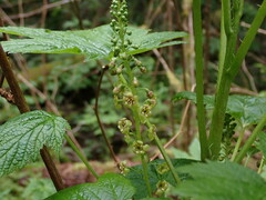 Ribes bracteosum