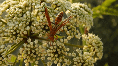 Polistes dorsalis dorsalis