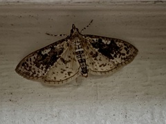 Palpita