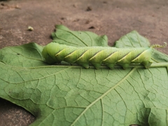 Acherontia