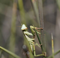 Trachymantis dentifrons