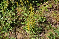 Solidago puberula