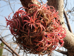 Tillandsia ionantha