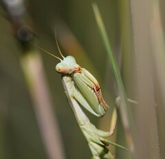 Trachymantis dentifrons