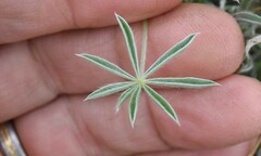 Lupinus lepidus