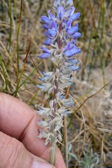 Lupinus lepidus