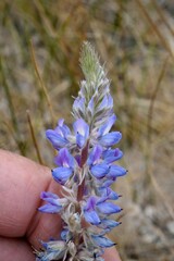 Lupinus lepidus