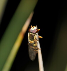 Simosyrphus grandicornis