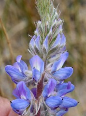 Lupinus lepidus