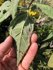 Helianthus hirsutus