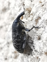 Larinus carlinae