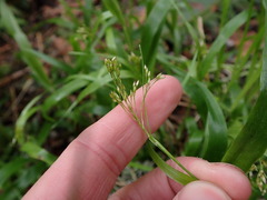 Luzula parviflora