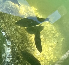 Cymatogaster aggregata