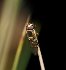 Simosyrphus grandicornis
