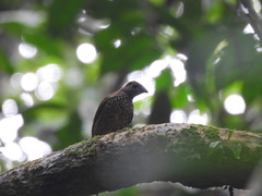 Indicator maculatus