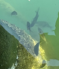 Cymatogaster aggregata