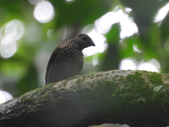 Indicator maculatus