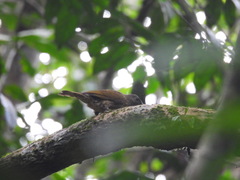 Indicator maculatus