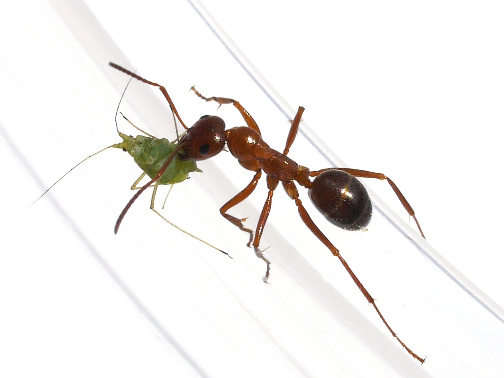 Uncertain Field Ant