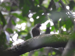 Indicator maculatus